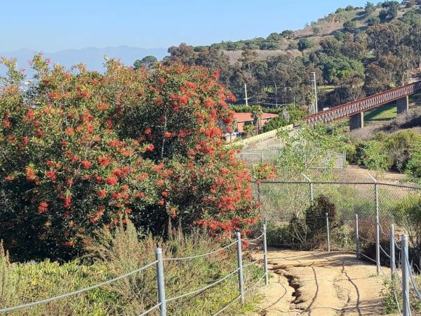A dirt path winds through a fenced area surrounded by greenery, colorful bushes, and trees, leading towards a hill with a bridge and additional vegetation.