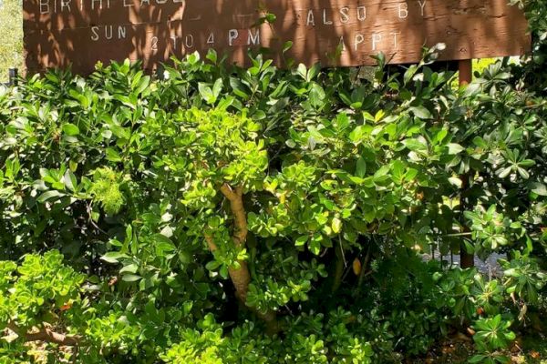 The image shows a wooden sign partially obscured by greenery. The sign reads 