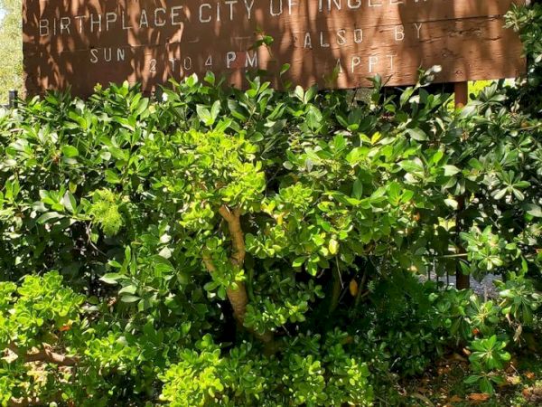 The image shows a wooden sign partially obscured by greenery. The sign reads "Centinela Adobe Birthplace City of Inglewood".